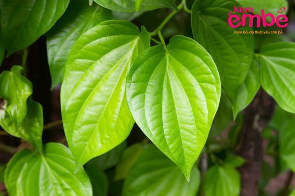 Lá trầu không trị rôm sảy rất phổ biến