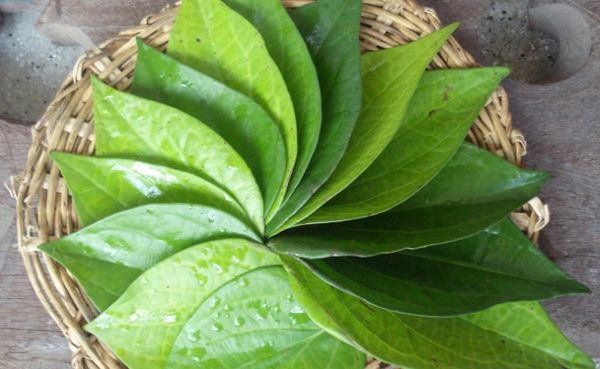 lá trầu không trị hăm cho trẻ