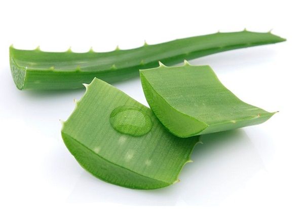 bài thuốc bôi côn trùng đốt cho bé