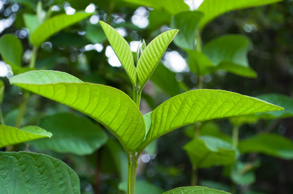 trị hăm cho bé