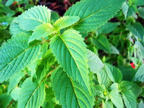 cách trị rôm sảy bằng lá kinh giới