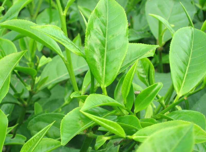 lá trà xanh chữa hăm ở trẻ em