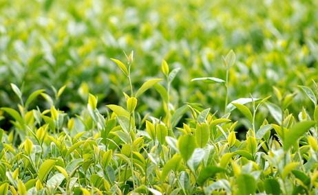 cách trị hăm cho bé từ thiên nhiên
