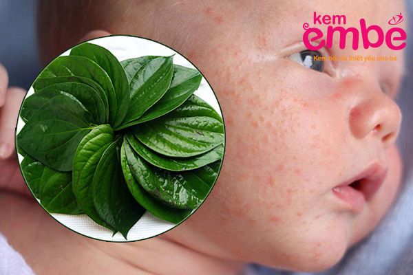 Mẹ nên chọn lá trầu quế để đạt hiệu quả cao