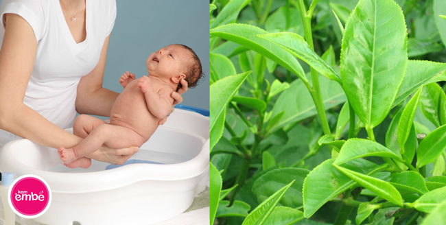 thuốc dân gian trị rôm sảy