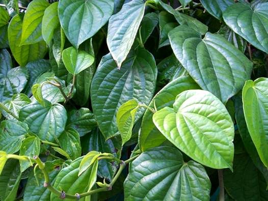sử dụng lá trầu không rất tốt khi trẻ bị hăm cổ