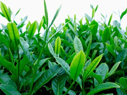 trị rôm sảy cho bé