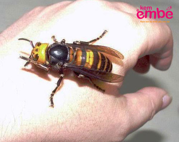 Ong bắp cày có thể gây ra dị ứng côn trùng cắn