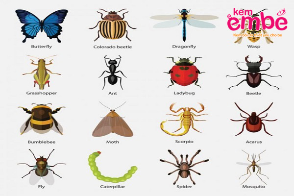 Một số loại côn trùng có chứa nọc độc nguy hiểm 
