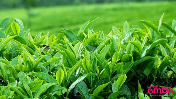 Lá trà xanh giúp giảm hăm ở trẻ nhỏ